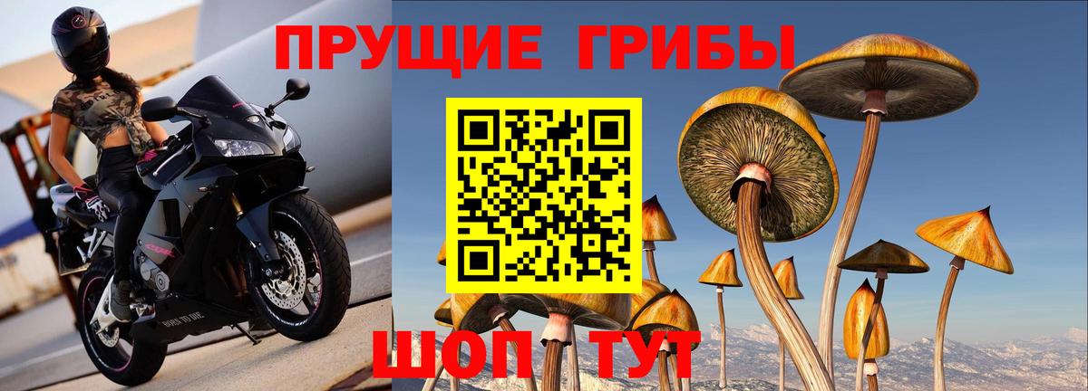 Псилоцибиновые грибы Psilocybe Нефтекумск